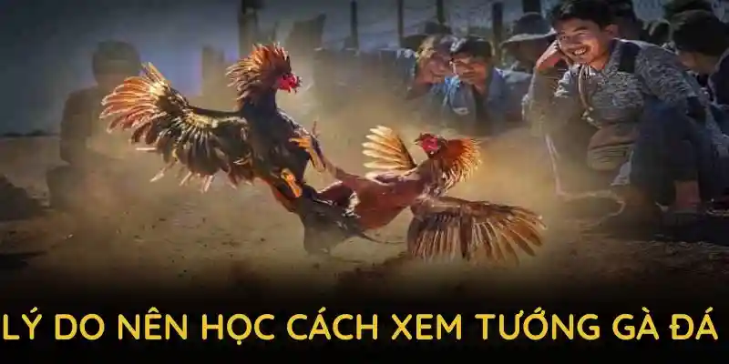 Lý do bạn nên học cách xem tướng gà đá từ QQ88
